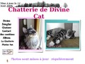 Chatterie de Divine Cat